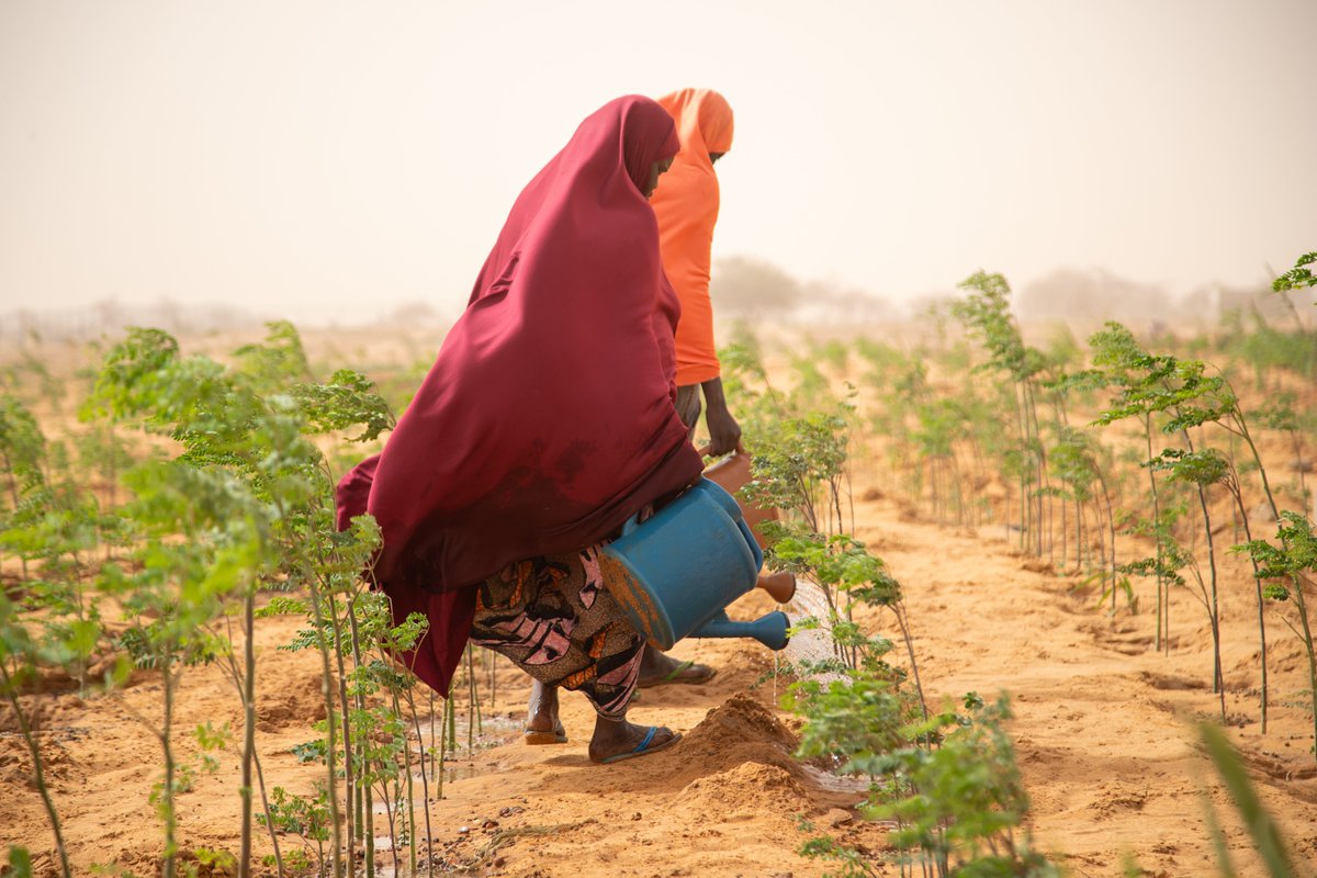 Market gardens in Tillabery. A water network extension in Agadez. 'Opportunity villages' in Maradi. Environment-friendly houses in Diffa. These UNHCR-supported projects benefit forcibly displaced and host communities in Niger, who work together in solidarity. #TogetherInPeace