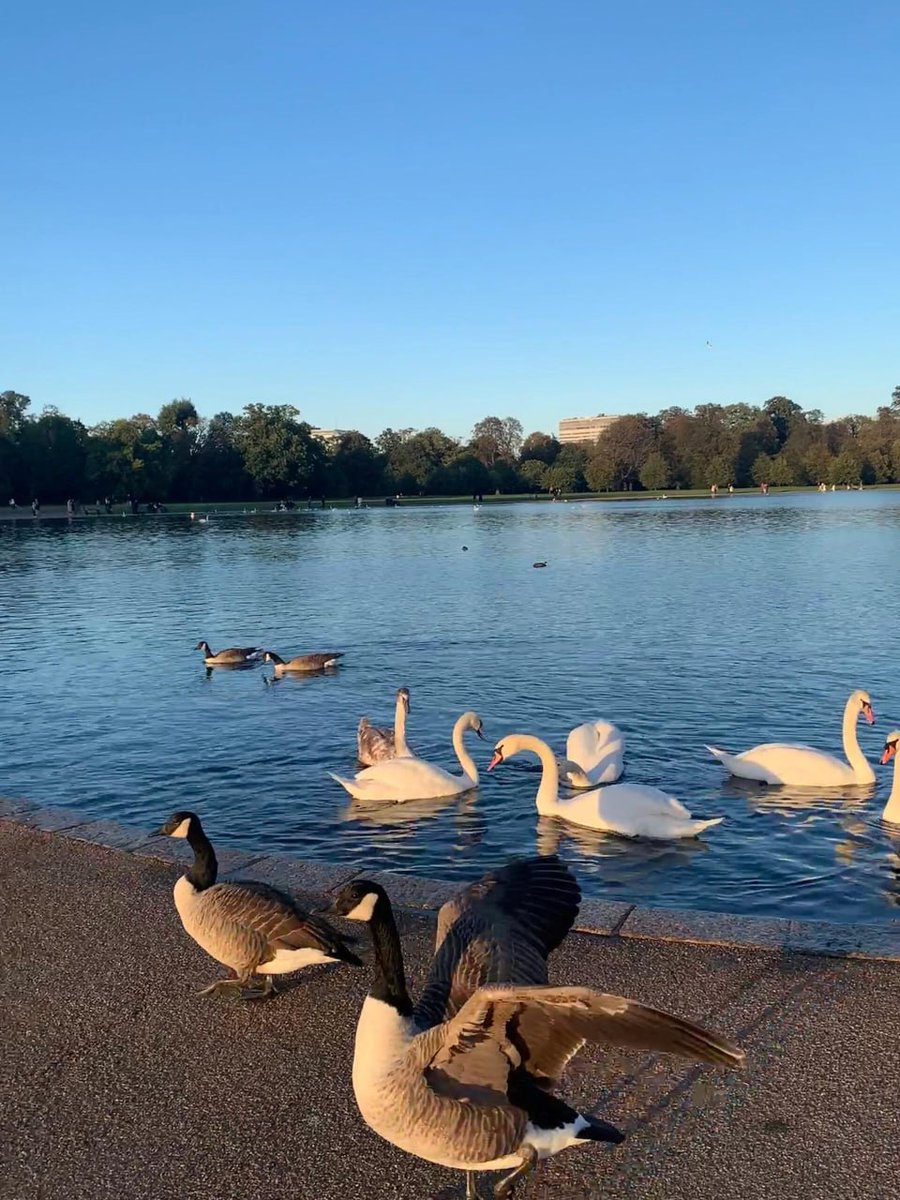 rezzaaditya076's tweet image. The road from the natural history museum to Kensington garden is so beautiful! The ecology of Kensington Park is also very good. 🐿  Bask in the sun on the grass or go to the lake to observe. 📷 🦆