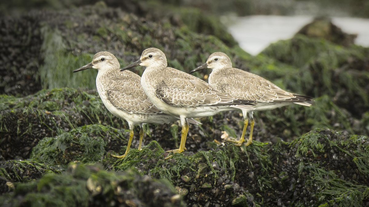 Hi all. It’s #3sDay again! Time to QT or share your trios, triplets and threesomes!

Great knot,  Bécasseau de l'Anadyr, Anadyrknutt, Grote kanoet (#Calidris tenuirostris)

#Birds 
#Birding 
#NaturePhotographyday