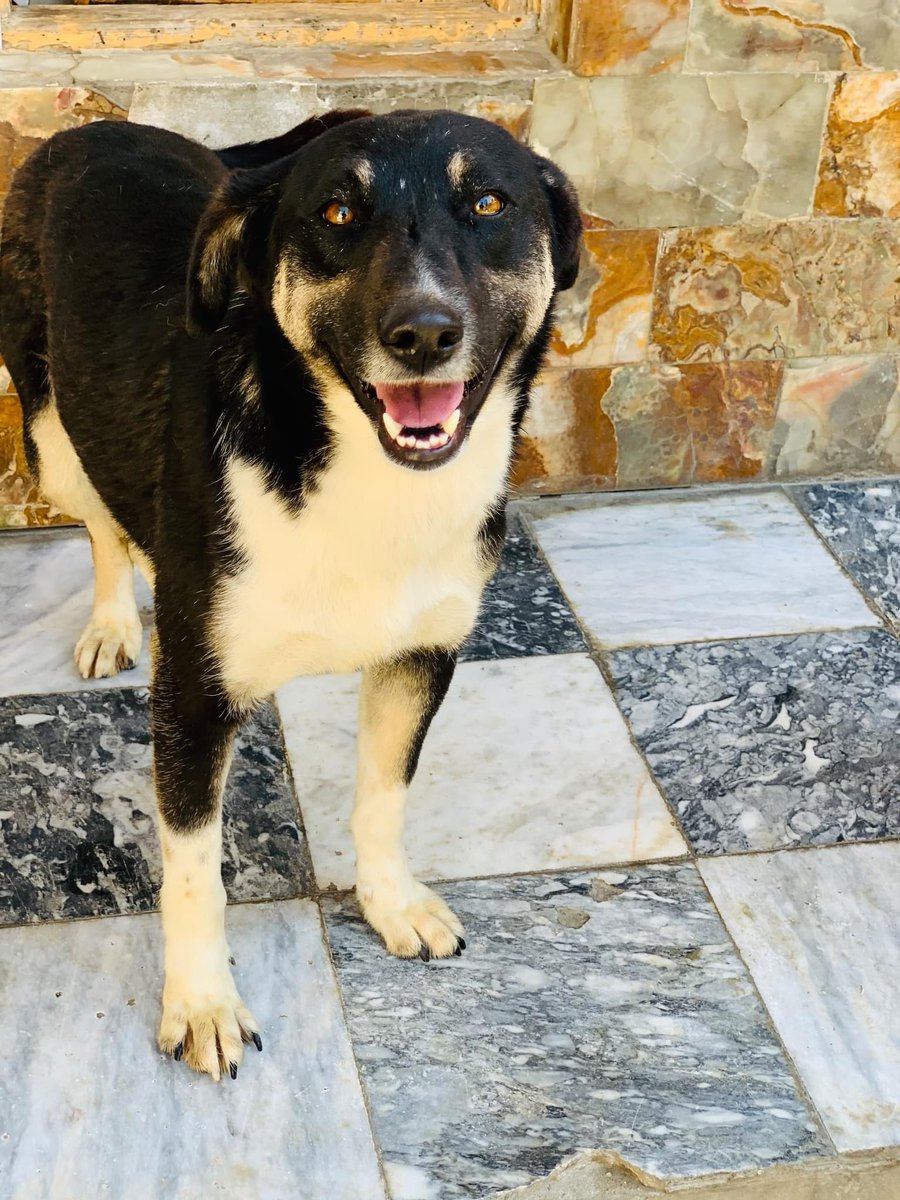 #matchme #facesofKSAR #600kthursday Meet Shelby, a 1 year old spayed female (46 pounds), who still needs a 🏡. Shelby has a place on our massive June ✈️ of 3️⃣0️⃣0️⃣ 🐶and 🐱 to their fur-ever 🏠 in the 🇺🇸 but needs a home once she gets there. Please don’t leave her behind.