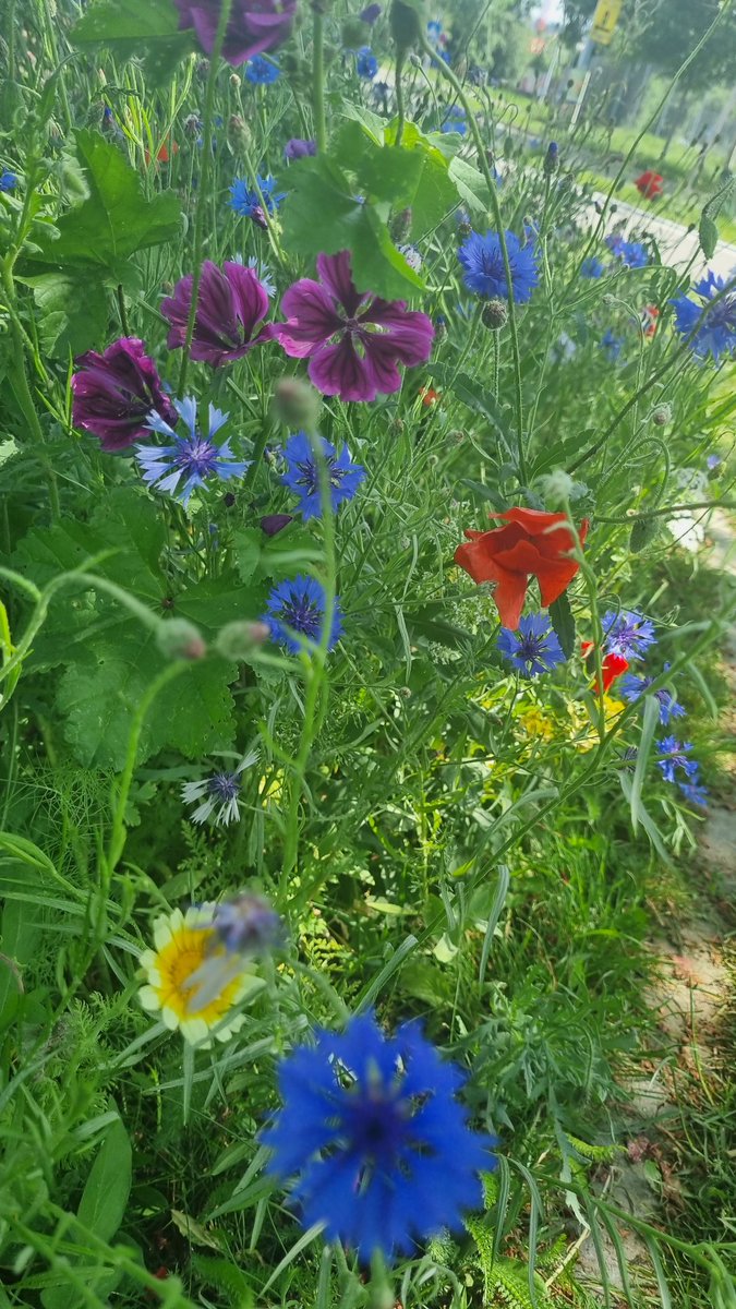happylilly70's tweet photo. „Will dir den Frühling zeigen“ von Rainer Maria Rilke.

Will dir den Frühling zeigen,
der hundert Wunder hat.
Der Frühling ist waldeigen
und kommt nicht in die Stadt.

Nur die weit aus den kalten
Gassen zu zweien gehn
und sich bei den Händen halten -
dürfen ihn einmal sehn. https://t.co/tG4kMCd9G3