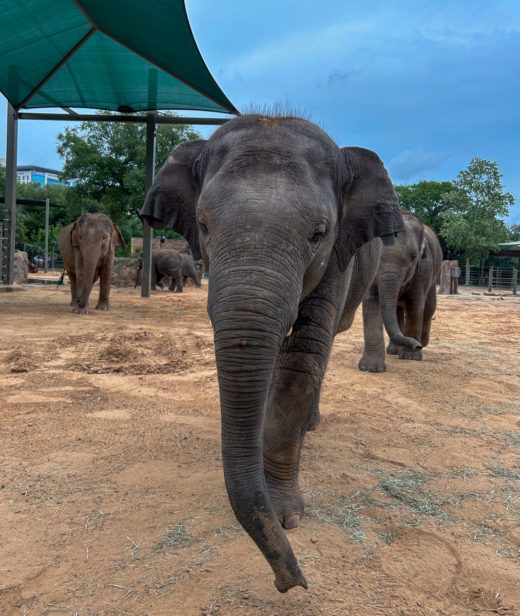 Teddy is THREE! Stop by to wish our youngest Asian elephant a very happy birthday. Did you know you can symbolically adopt our Asian elephants? Adopt an elephant to help with the care and feeding of our growing herd: bit.ly/2Jfn1w6 📸: Elephant Supervisor Kristin