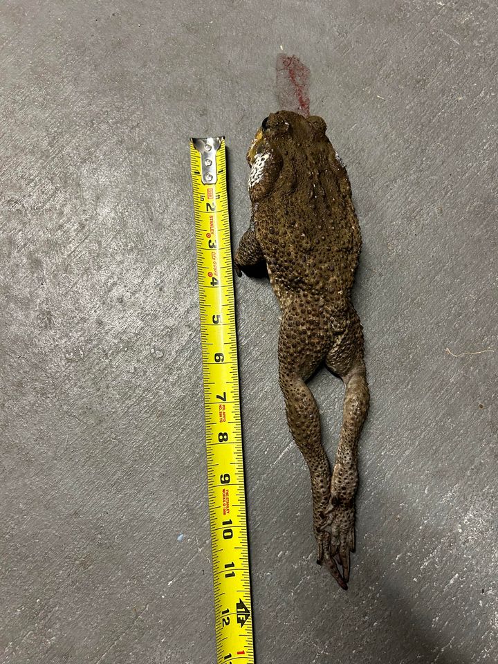 PaulFox13's tweet photo. These toads are back and they are bad bad bad.

The large and deadly Cane toad (AKA Bufo toad) makes me worry every time I let Brody out in the back yard. We’re heading into the hot, rainy season when the Bufo Toad’s activity is at it’s peak. If your pet encounters and interacts with a Cane toad the impacts will be almost immediate. They release a toxin, and if your dog tries to bite it or carry it, they can become sick and die in as little as 15 minutes without proper treatment.

Follow these steps to treat: 
Wash toxins forward out of the mouth using a hose for ten minutes, being careful not to direct water down the throat.
Wipe gums/tongue with a dish towel to remove toxins.

Get your pet to the vet!

https://t.co/9banylCa68