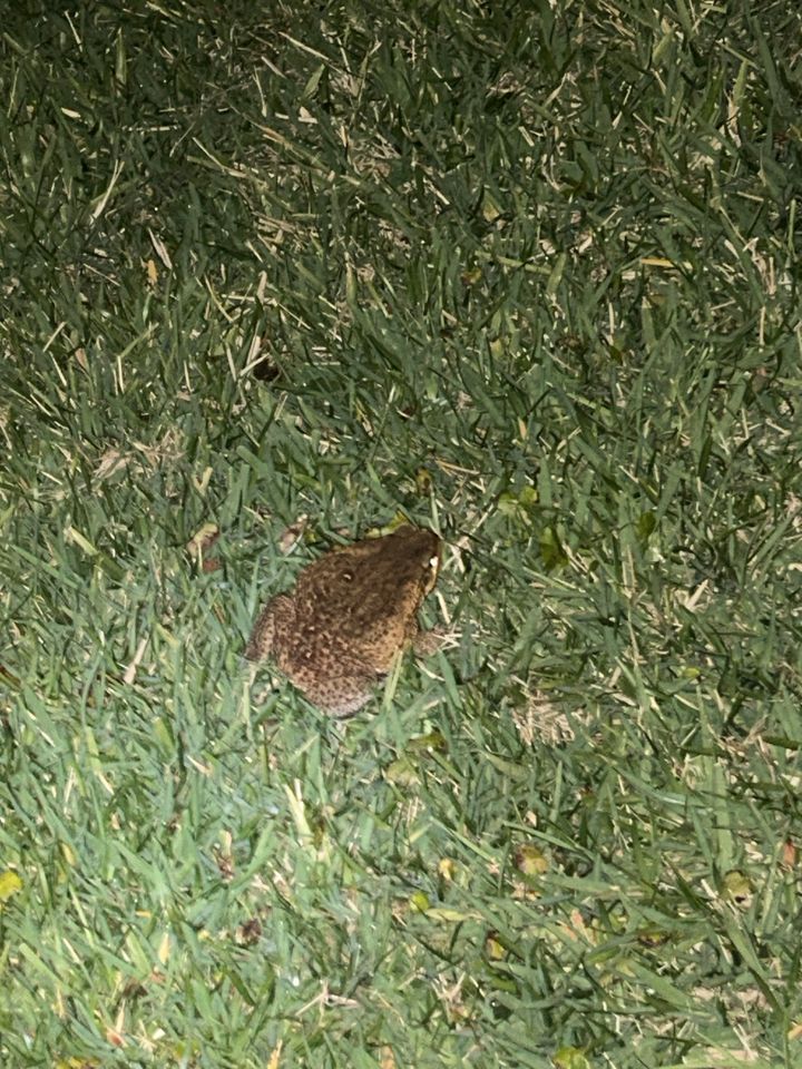 These toads are back and they are bad bad bad.

The large and deadly Cane toad (AKA Bufo toad) makes me worry every time I let Brody out in the back yard. We’re heading into the hot, rainy season when the Bufo Toad’s activity is at it’s peak. If your pet encounters and interacts
