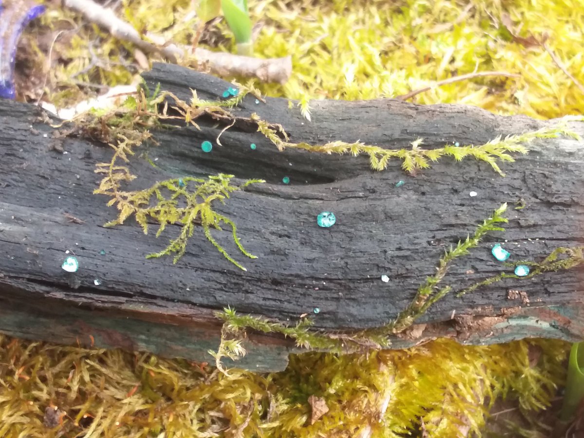 Flipping over green wood, sometimes reveals tiny green elf cups. #Mushrooms #nature #tinyMushrooms