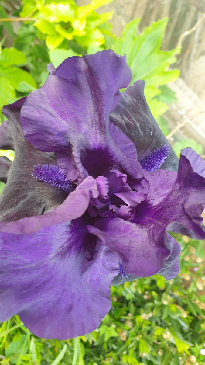 Gert lush Iris.