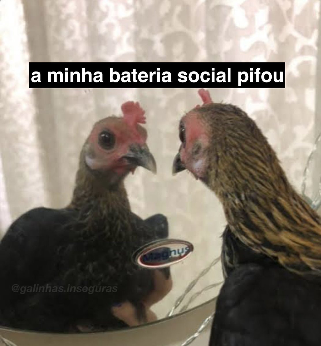 Galinhainsegura's tweet image. 