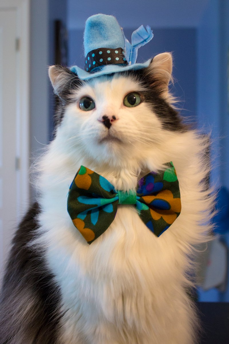 The way you wear your hat 🎩 #theoreocat #cats #CatsOfX