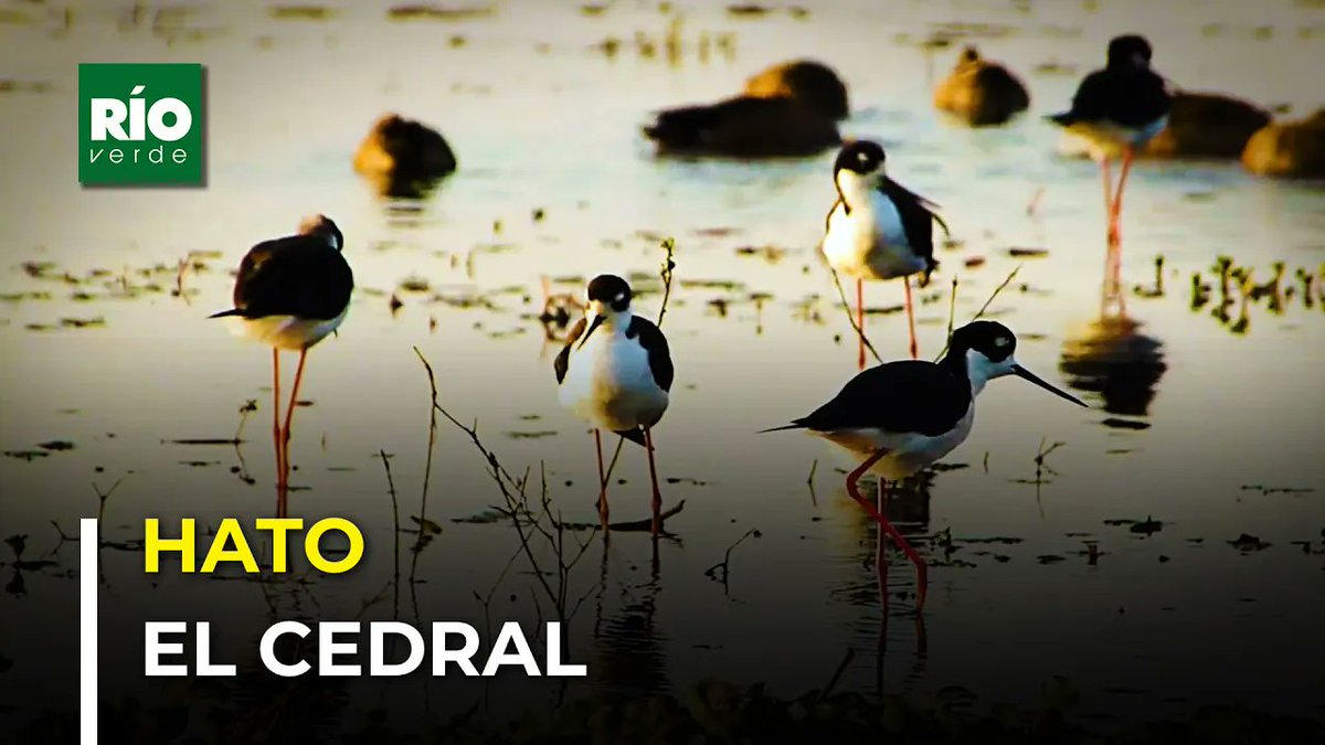 Hato El Cedral: Un paraíso natural en los llanos venezolanos youtu.be/O6tTSQ54LPQ?si… a través de <a href="/YouTube/">YouTube</a> #llanos #wildlife #Apure #Venezuela #biodiversidad #turismo