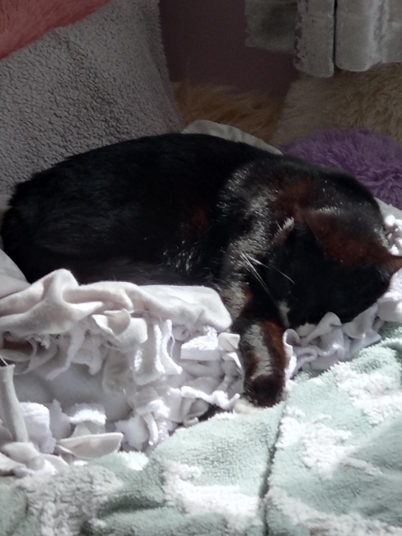 Milo loves laying on my daughter's bed while she is at school. Nearly another week done ,have a good evening.❤️xx