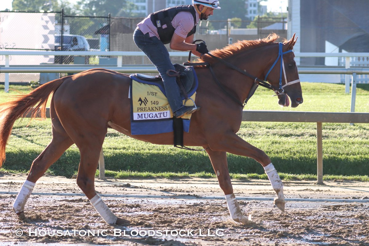 @EnglerRacing's Preakness contender Mugatu galloping today under @robby_albarado. While he's not a #MDBred, Mugatu was conceived in Maryland as a son of @MarylandTB stallion Blofeld