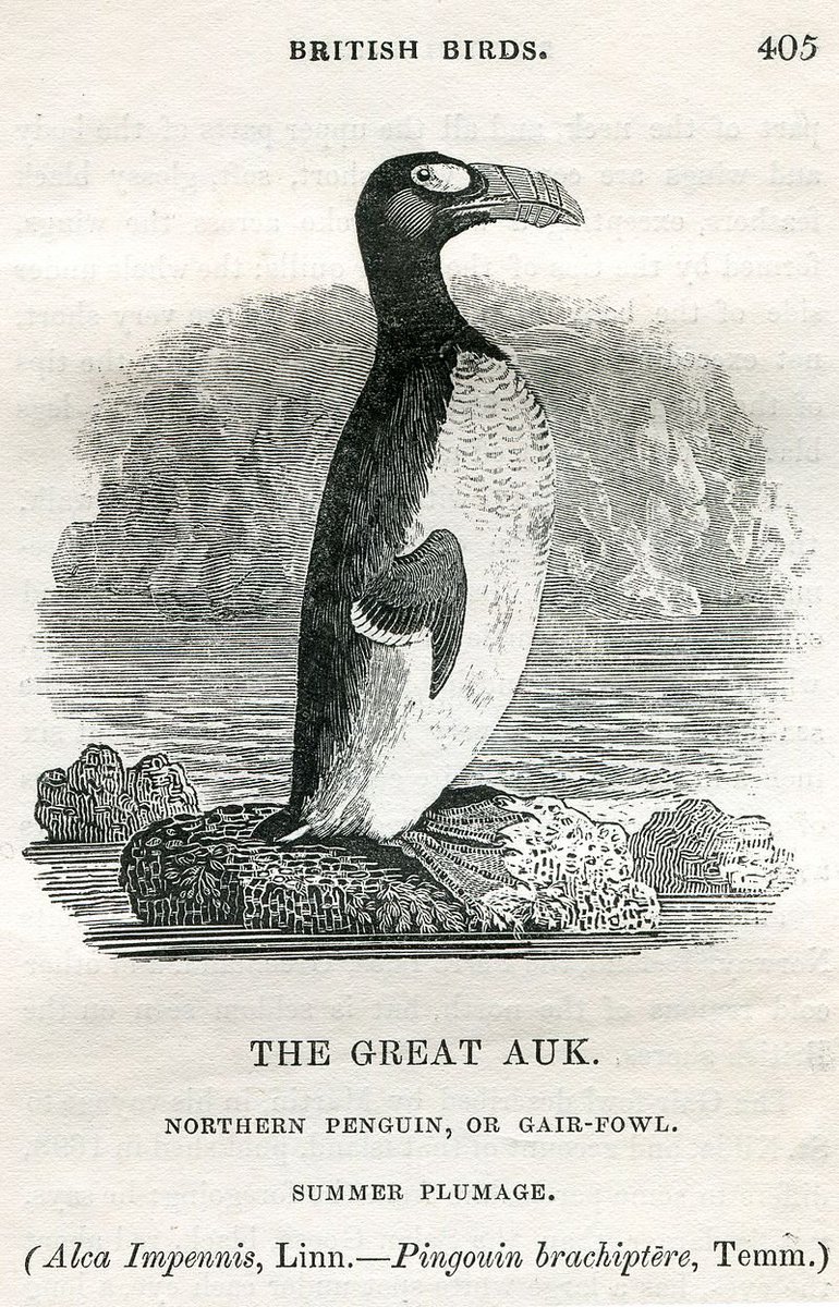 Unfortunately no photos of a living Great Auk (North Atlantic Penguin). 

An account from 1794 described that the Auks were often plucked for their feathers and left to freeze to death, and even skinned and burned alive due to a lack of firewood on their habitat. Extinct by 1844.