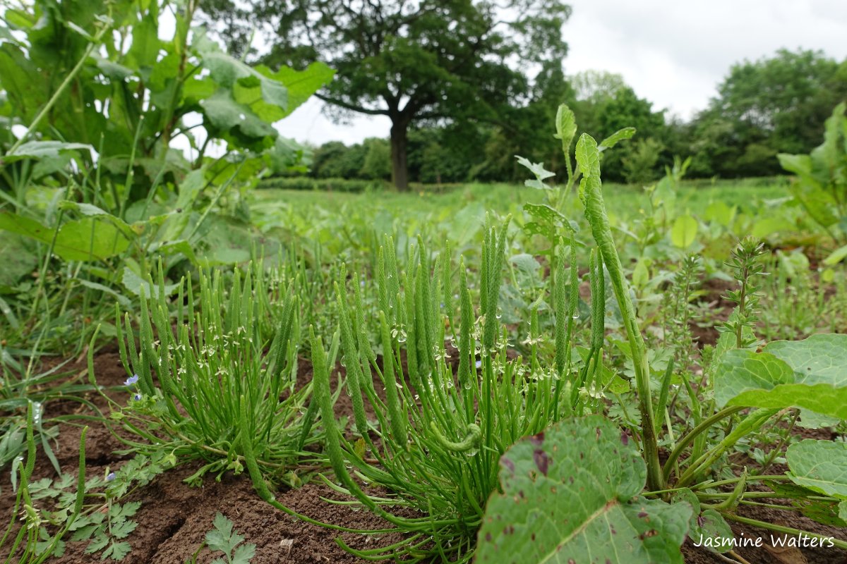 Mousetail! Caroline spotted hundreds of plants at #LowerSmiteFarm this week in one of our fallow plots. This plant is classed as vulnerable and one of the species which make this site nationally important for arable flora. As the seeds ripen it resembles a mouse’s scaly tail 🌱