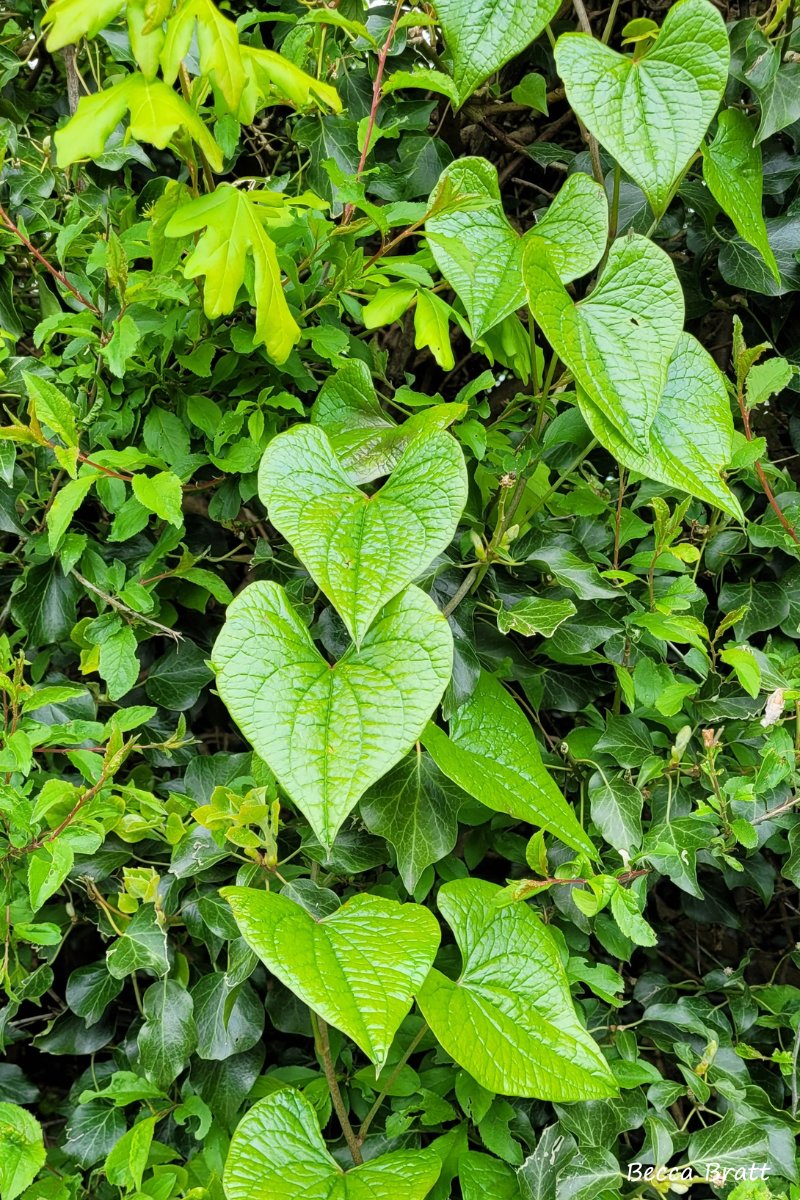 Check out these heart-shaped leaves of black bryony, climbing their way up a hedgerow. Did you know that this species always twines to the left? The plant grows from a root called a tuber, which can grow underground to up to 60cm in width!