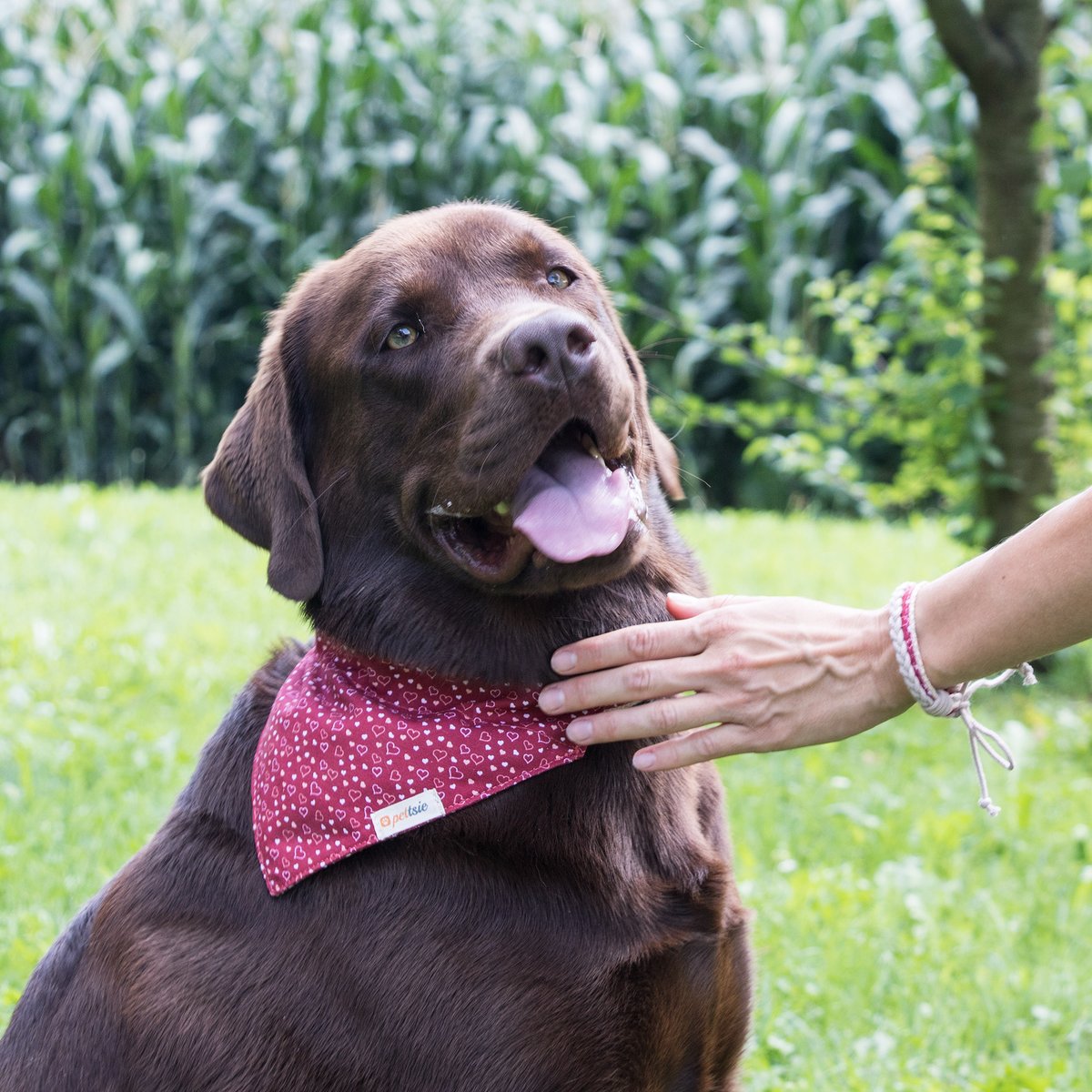 Show off your bond in style with Pettsie's dog collar featuring a cute bandana, plus a matching friendship bracelet for you! 🐶💖 Because true friendship deserves to be celebrated! 🐾✨

#pettsie #dogcollarbowtie #dogbandana #dapperdog #dapperdogs