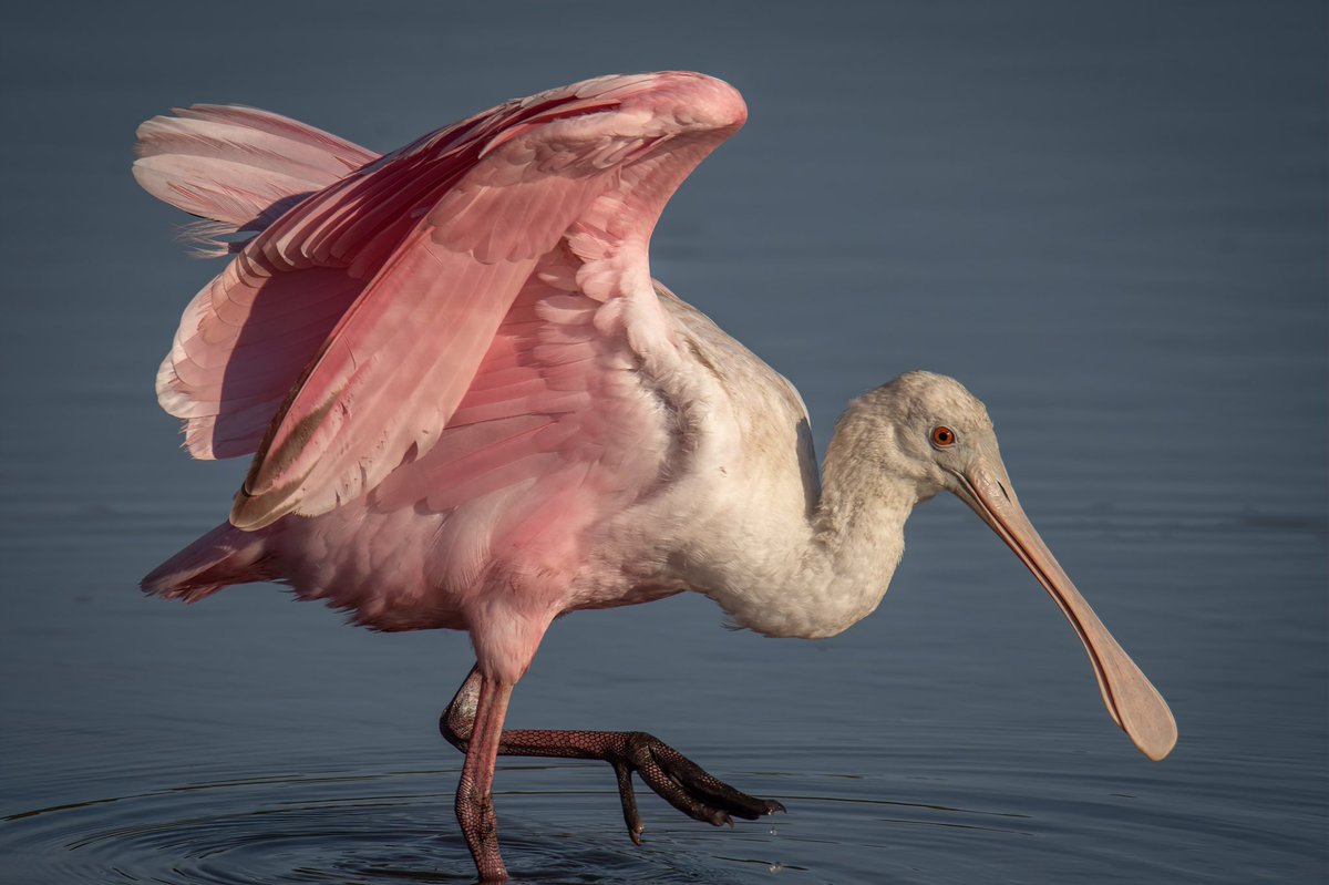 Oh-No I got mud on my slippers!

Rosette Spoonbill tip toeing through the mudflats in Murrel’s Inlet, South Carolina

#BirdsOfTwitter #BirdTwitter #TwitterNatureCommunity