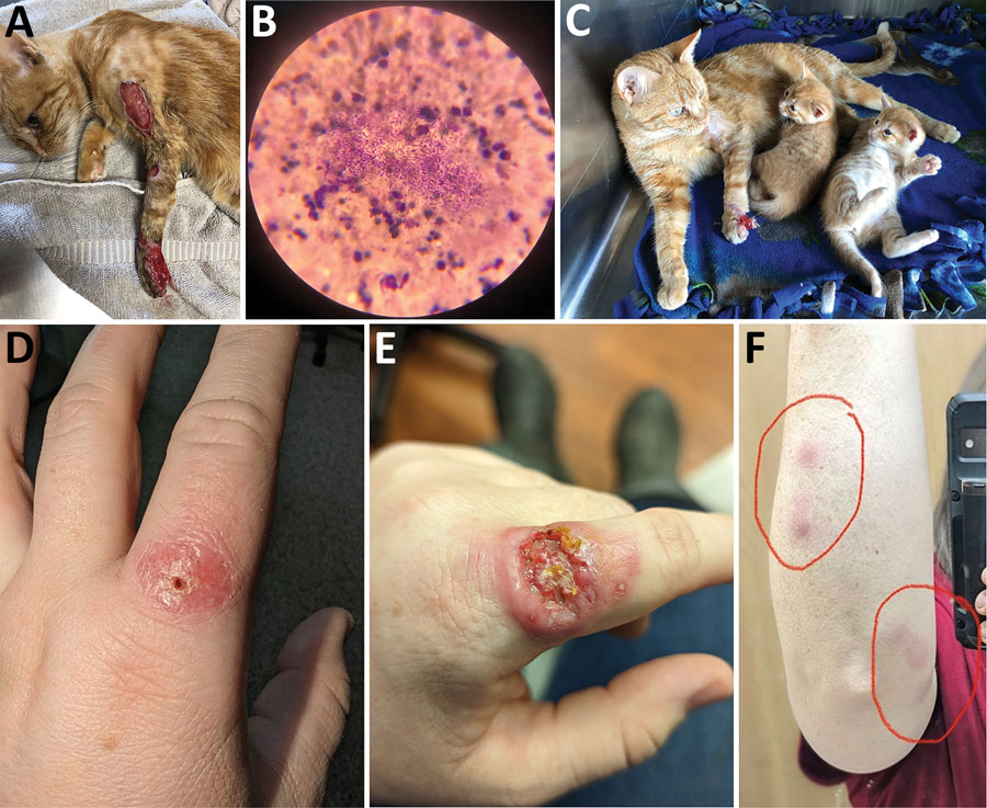 A technician at a veterinary clinic in Kansas was infected with #sporotrichosis after receiving a puncture wound from an infected cat being treated at the clinic. Learn more in this May 2024 EID journal article: bit.ly/3WJqqu6