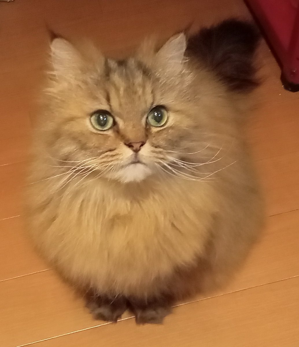 早く寝よーよと言ってる、おねむなチャロ😽💤