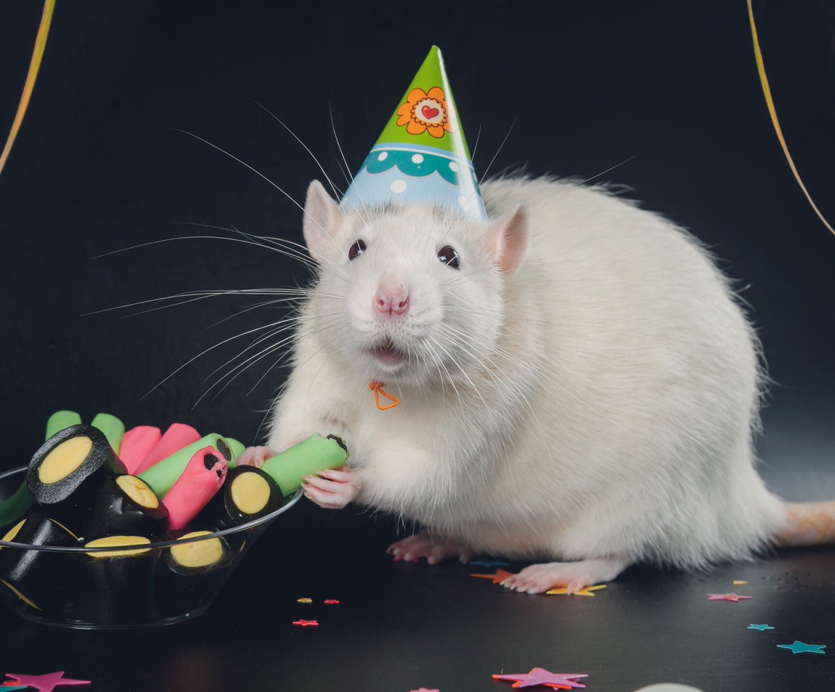 We celebrate the gotcha day and birthday of our companion animals! What other special occasions do you celebrate with your pets? #pets #party #holidayseason