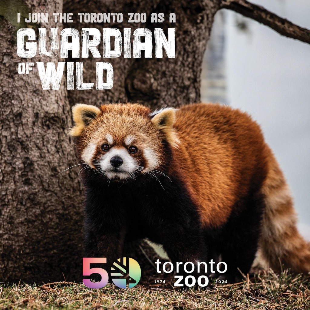 In the lead-up to Endangered Species Day tomorrow, I am joining @TheTorontoZoo as a Guardian of Wild! I pledge to get our city to net zero emissions by 2040 to honour our commitment to help threatened species and their habitats. #EndangeredSpeciesDay #GuardiansOfWild