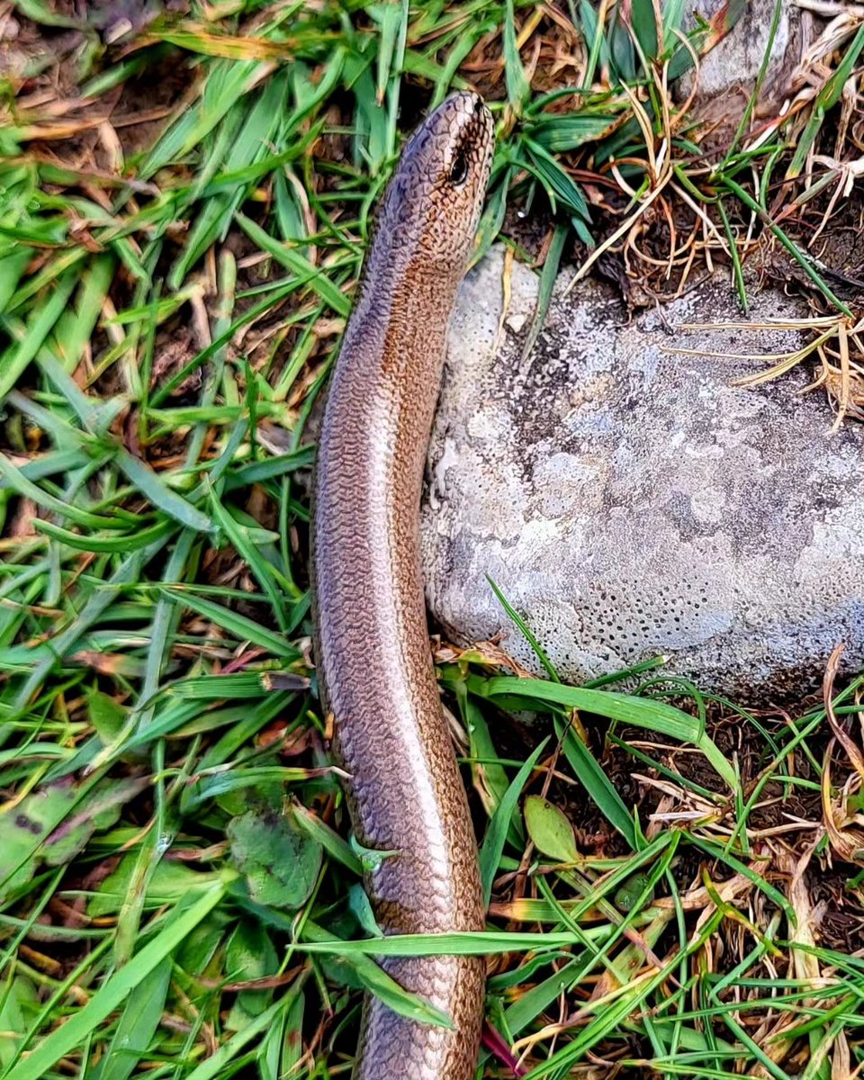 Another look at yesterday's Slow Worm (Anguis fragilis) with one of my size 12s for scale. The Burren, County Clare, Ireland.