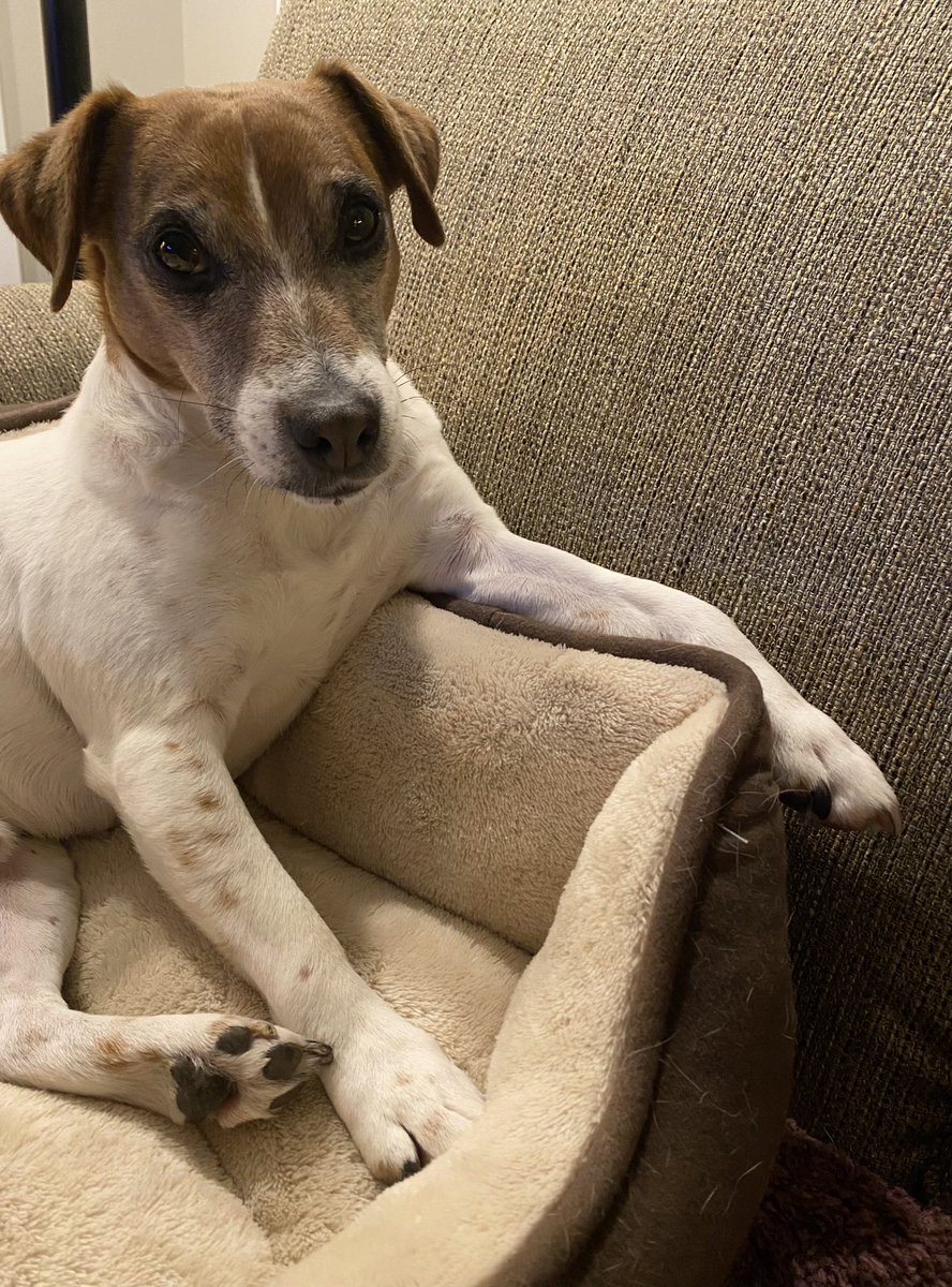 BelleLBear's tweet image. #Bestathomecontest 
Hi I’m Little Bear !🩷💚