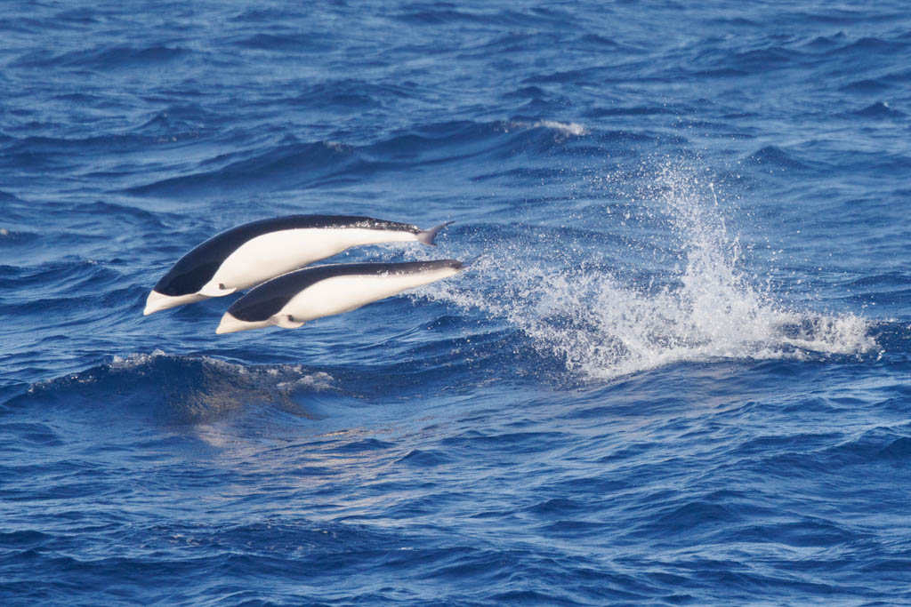 Number 1 in the synchronized swimming event and the best new marine mammal for me were these Southern right whale dolphins. The only similarity with right whales is the lack of a dorsal fin. At sea in the South Atlantic, closest land still South Georgia