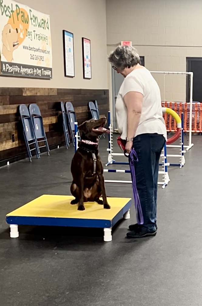 Congrats #Agility 1 grads! Each week these handlers worked on developing the cognitive, physical, and technical skills to deepen communication with their dogs and navigate the course challenges together. 
#GradPhotos #ForceFreeDogTraining #Dogs #CanineAgility #DogSports #Coaching