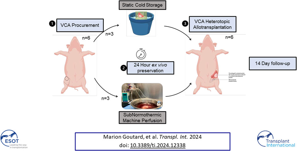 #Machine #Perfusion enables 24-h #preservation of vascularized composite allografts in a swine model of allotransplantation rb.gy/gl66py