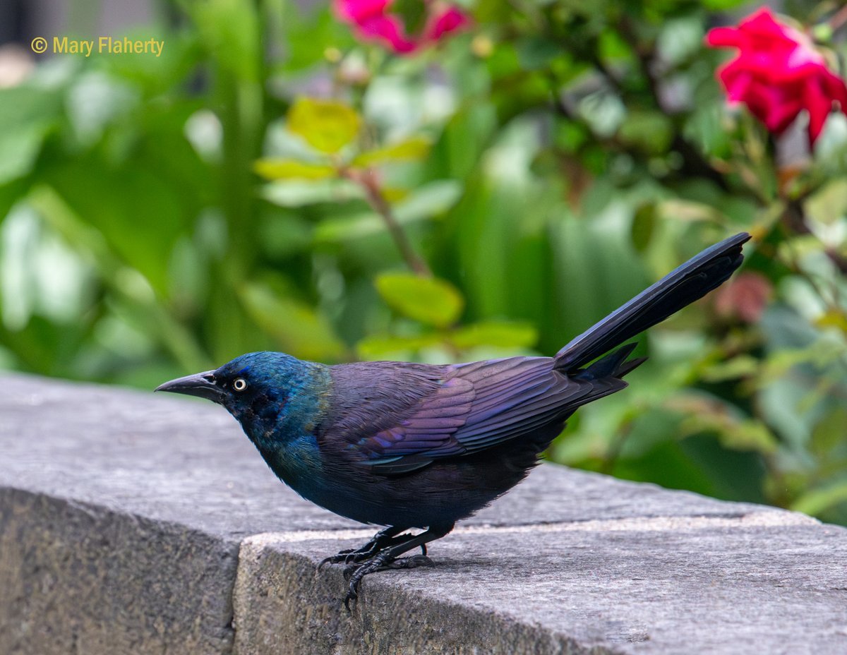 Common Grackle, New York, NY. #TwitterNatureCommunity #urbanbirding #TwitterNaturePhotography #BirdsOfTwitter #birds #nature #wildlife