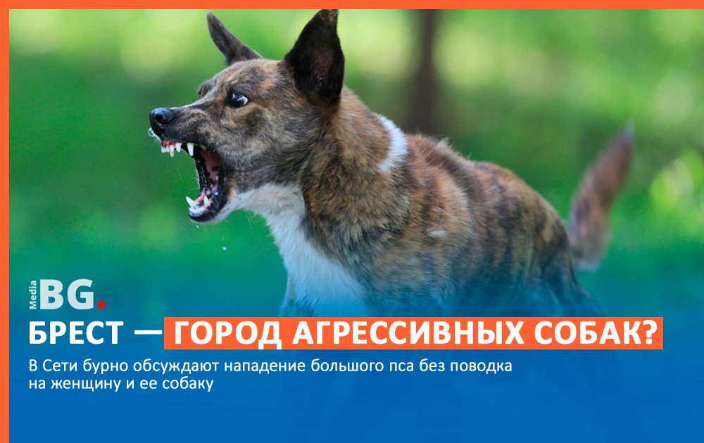 🐕 Брест — город агрессивных собак? В Сети бурно обсуждают нападение большого пса без поводка на женщину и ее собаку. Инцидент произошел на Молодогвардейской. Как итог — рваные раны у собаки и прививка от бешенства для хозяйки. Брестчане негодуют в… t2p.pw/HsYghqK33x