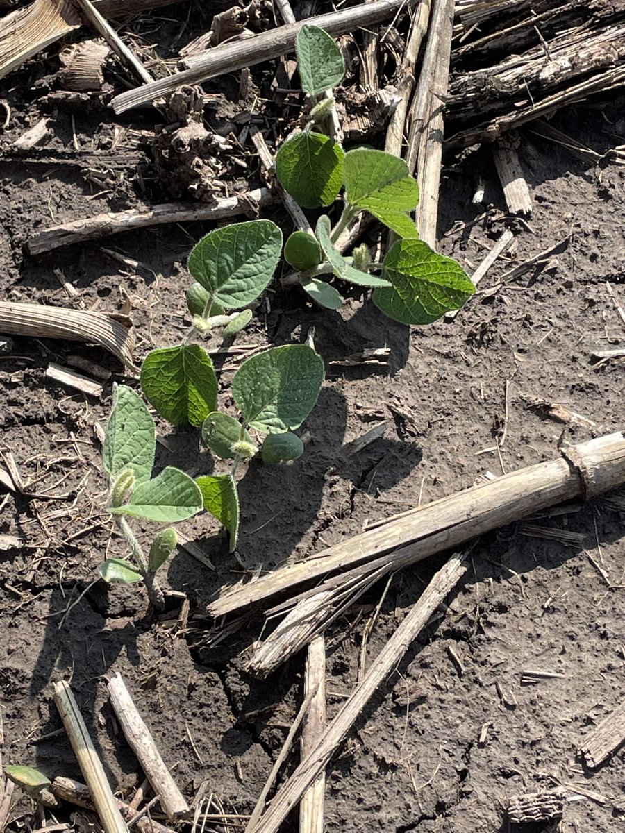 Well the April 10th Soybeans have survived and off to the races very well! They seem to be growing faster than May 15th planted soybeans. Started with a planted population of 139k down to 135k population.