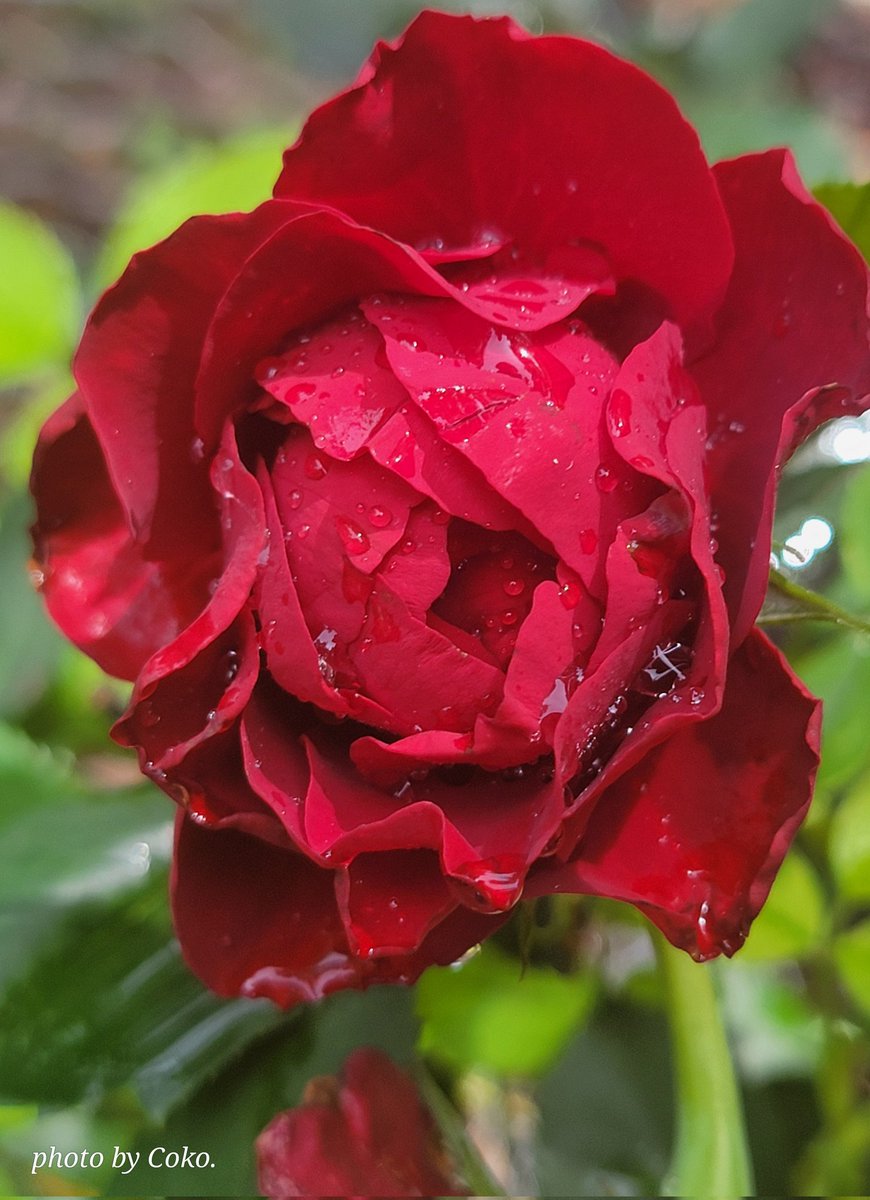 'May the flowers remind us why the rain was so necessary.'
Another of my rose blooms...wearing raindrops. 😉
#NotRoseWednesday #InspirationalQuotes #rosephotography #GardeningX #GardeningTwitter #photography #Florida 😔