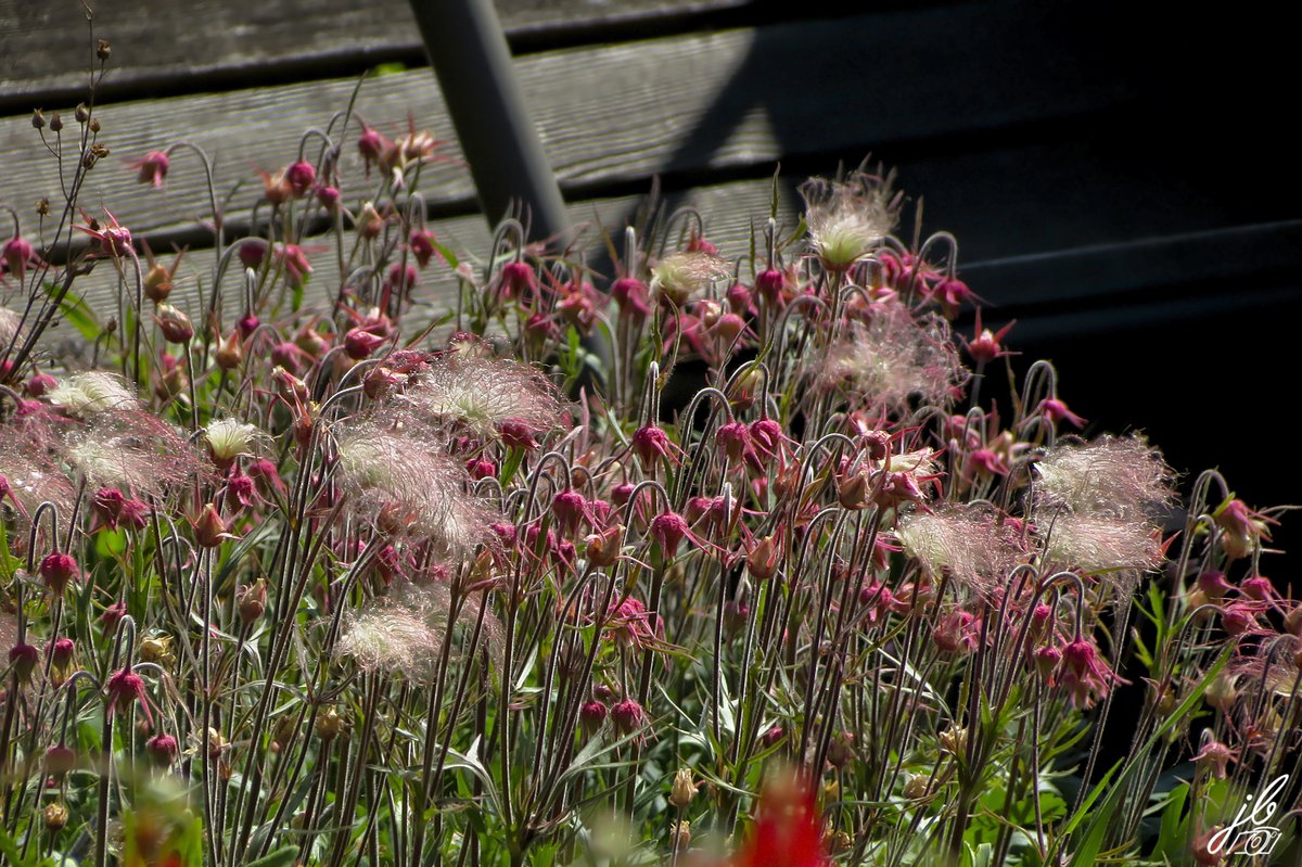 I can't stop posting photos of Prairie smoke while it looks this good.