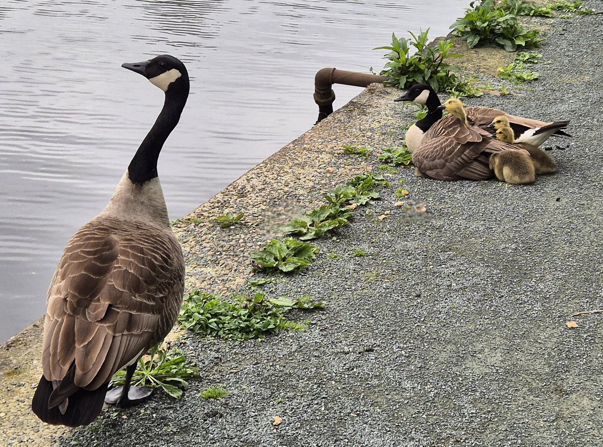 The two Canada Goose families near Bacon Lane Bridge on the Sheffield & Tinsley Canal this morning. #canadageese @CanalRiverTrust @CRTYorkshireNE @theblueloop @sheffield_canal #keepcanalsalive @theoutdoorcity #canallife