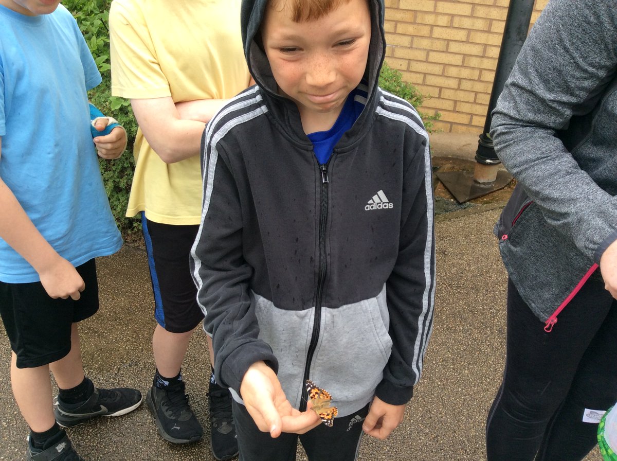 There was much excitement in Year 5 today as we released our 10 butterflies. We have been watching their progress as they metamorphosed from caterpillars as part of our science work. #science  #livingthings