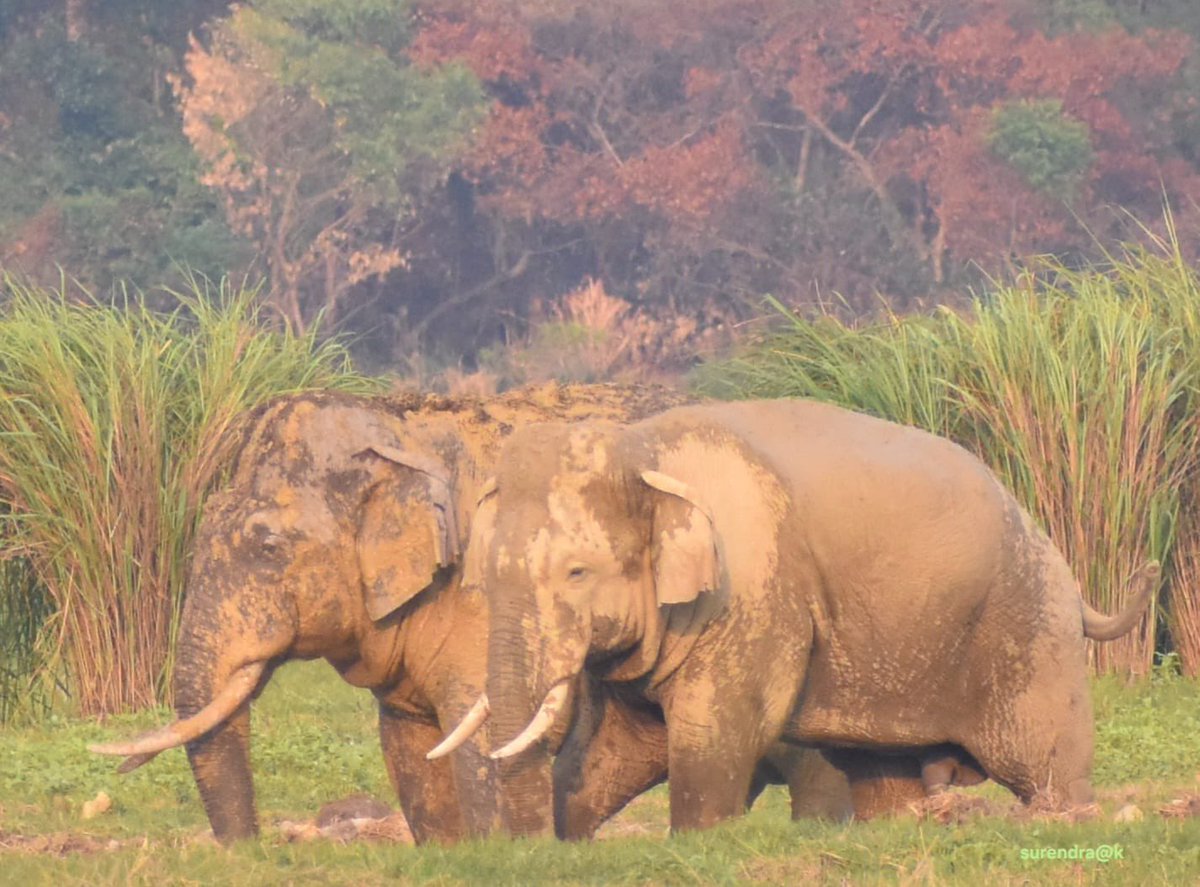 Tuskers and their fun time. PC: Surender Kumar Dy Ranger Dudhwa