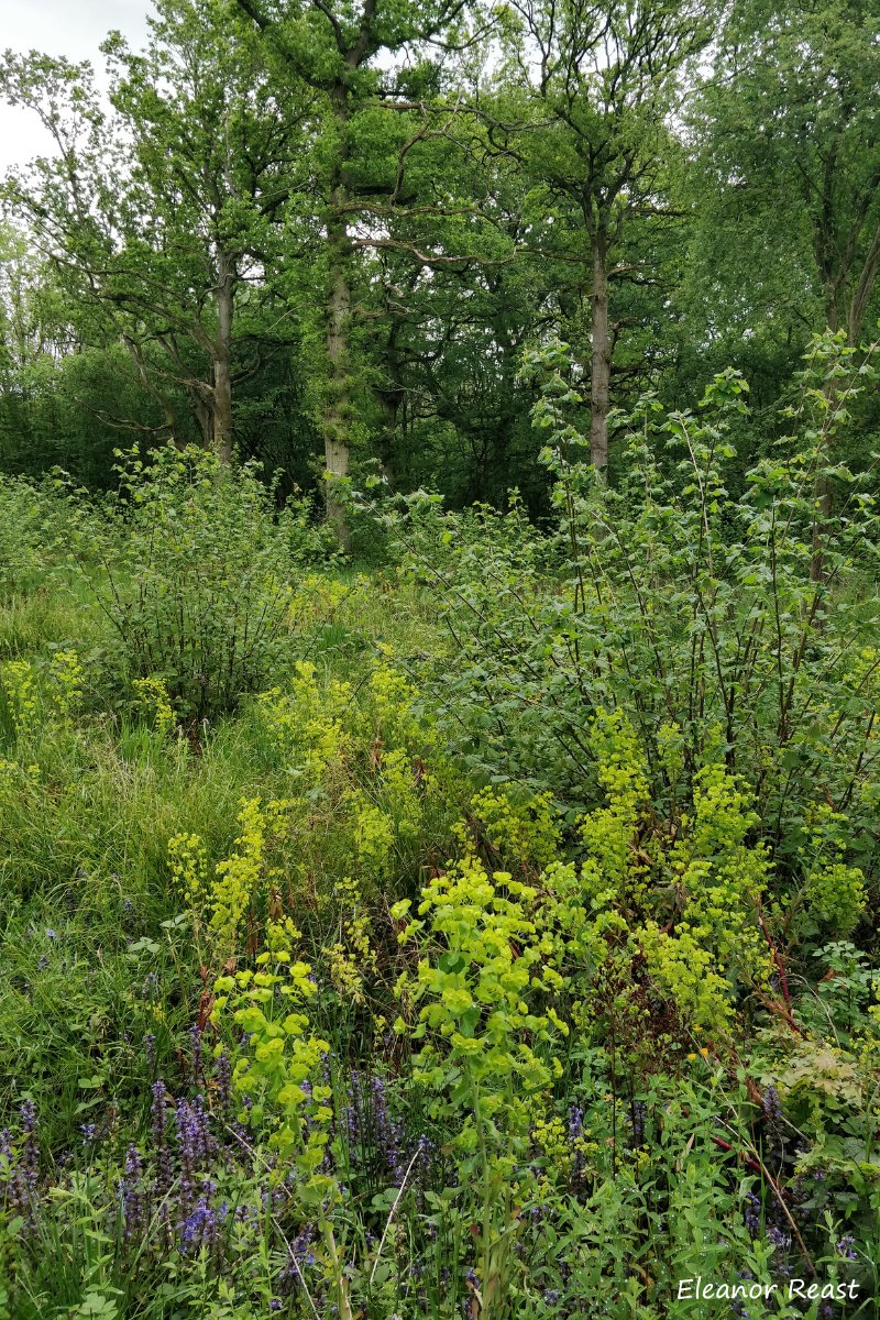 This coppice plot at #GraftonWood is bursting with life at the moment! The area is thick with wood spurge, bugle and St John's wort, with some hazel growing in the background too 🌱