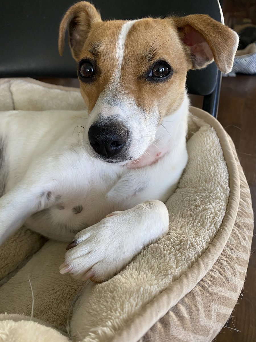 BelleLBear's tweet image. #bestathomecontest 
Hi I’m Baby Bea! 💚🩷