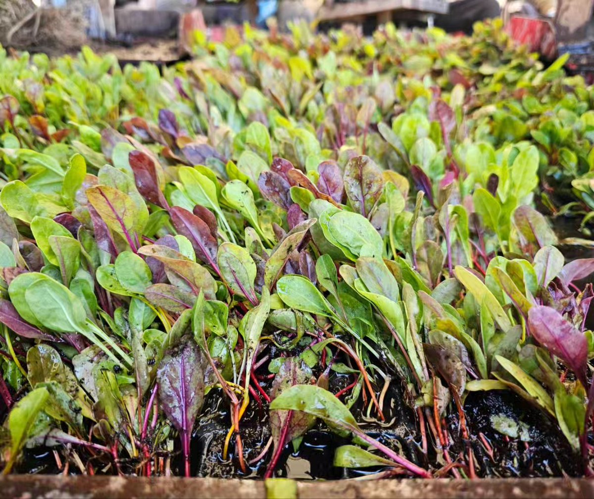 The team is hard at work, transplanting these tiny rainbow chard seedlings in the fields so they can grow up large and luscious!  Exceptionally pretty, they will fill the fields with colour. They grow up so fast 🥲  #FromTheField #Transplanting