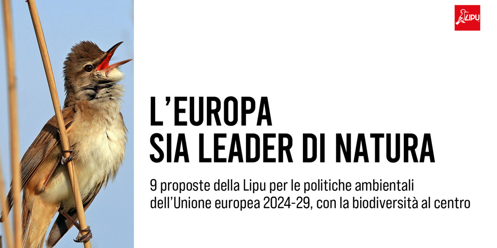 LipuODV's tweet photo. Doppio appello della @LipuODV  in vista delle elezioni politiche europee: la Ue rafforzi la transizione ecologica e i cittadini sostengano il progetto europeo. Ecco le nove proposte della Lipu per la legislatura 2024/29 e la campagna #VoteFutureEu - https://t.co/veyIr30KvJ https://t.co/x2VFnAkzMT