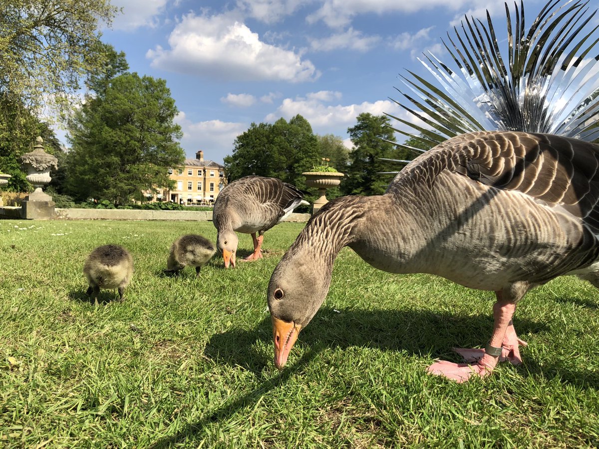 Lunch with the family at Kew Gardens. #greylag #geese #goslings #kewgardens @kewgardens #birdphotography #TwitterNaturePhotography