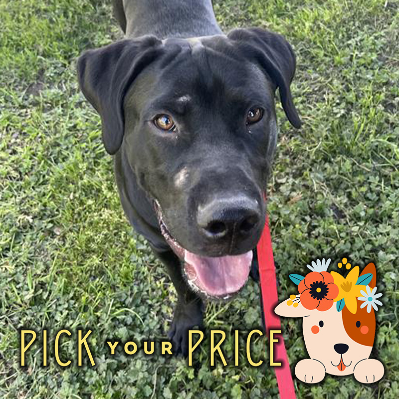 Okay Boomer, let's get you adopted! This handsome lab mix boy is looking for a home. He's just nine months old, but he's still eligible for our 'Pick Your Price' special this month! See all the great pets we have waiting for you at kingcounty.gov/AdoptAPet