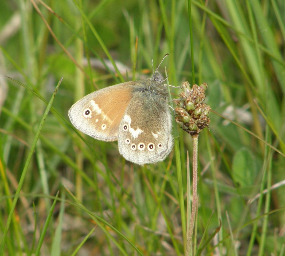 From strolling with a four-legged friend 🐕, learning about the Large Heath 🦋or exploring the thought-evoking Thorne Moors on a springtime evening, there's lots going on at Humberhead Peatlands this #NationalNatureReserves Week!

Find out more 👇
nnrweek.com
#NNRWeek