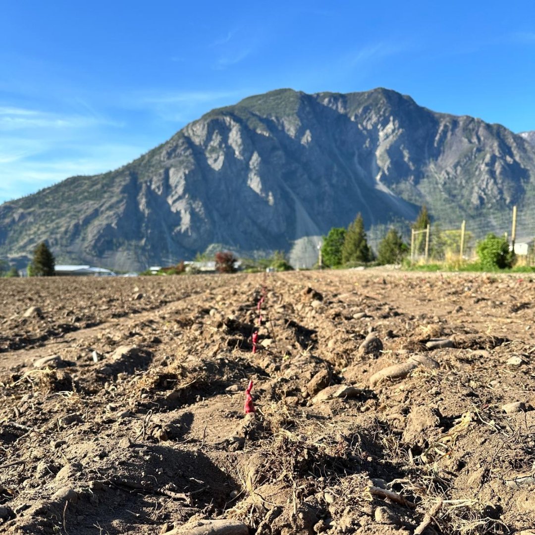 Exciting week on the land, planting on our new property - Four Winds Vineyard: 🍇 6 acres of Merlot and Cabernet Franc planted 💧 Drip lines installed ❤️ And giving our babies all the love they deserve Watch this space for more details. #closdusoleil #bcwine #similkameenwine