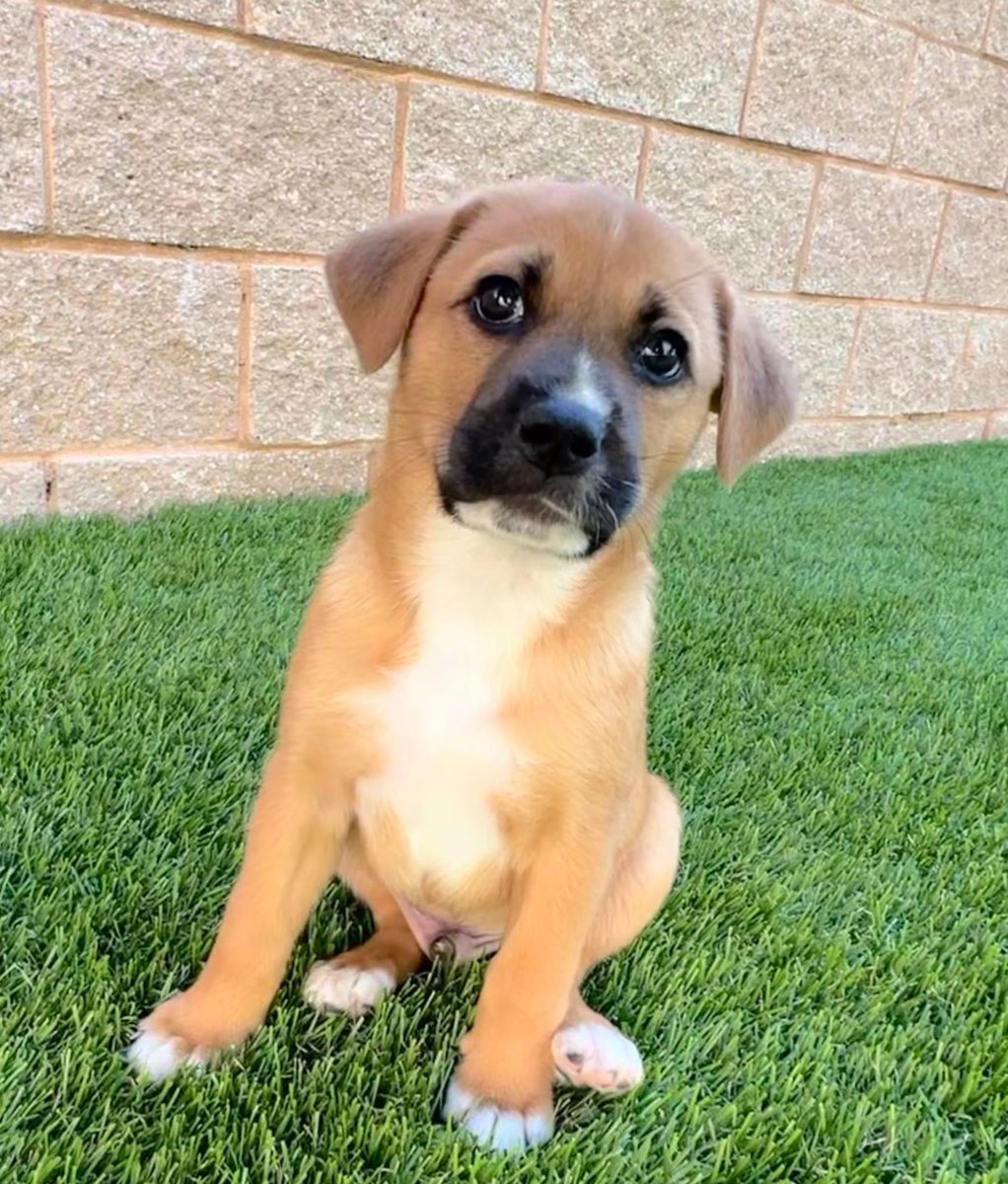 'Dogs are better than human beings because they know but do not tell.' — Emily Dickinson Please supPAWt our mission to help us with the #tinybutmighty in our care like this sweetie. itsiebitsierescue.org #savinglives #adoptdontshop #puppies #fosters2024 #gratitude