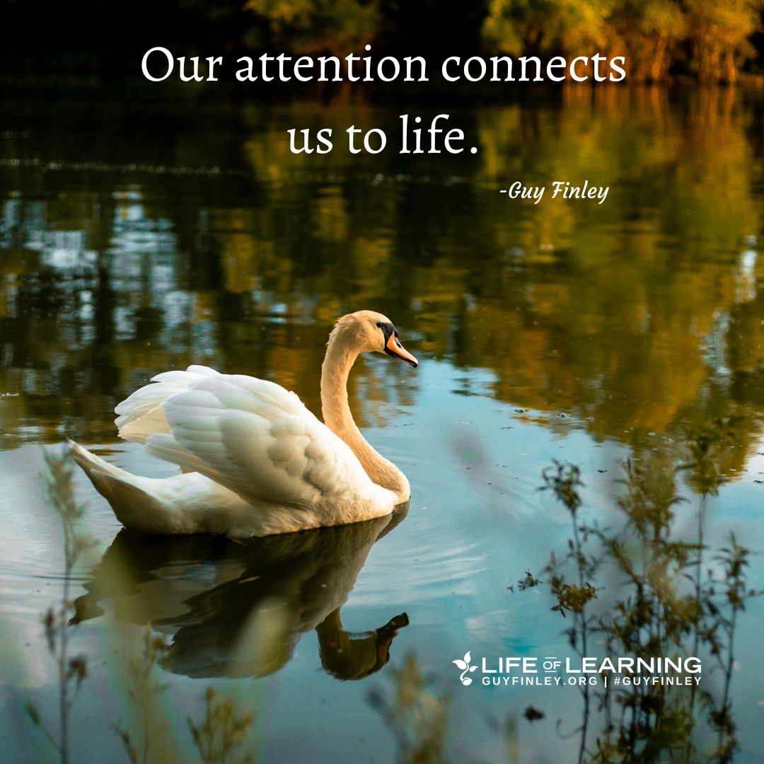 'Our attention connects us to life.' ~ Guy Finley #mindfulness #presentmoment #reallife #lettinggo #guyfinley