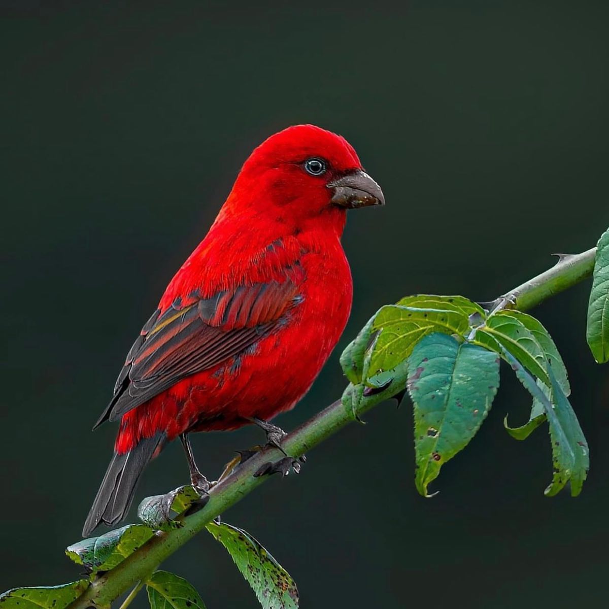 Scarlet Finch ❤️