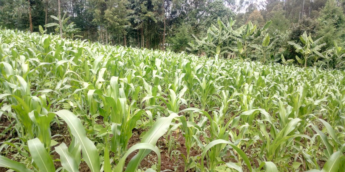A check on the maize farm to confirm progress of maize.
Was a little worried that I' d bought fake one.
Waiting to see the yield.
#Quality Hybrid seeds
#Quality phosphate
#maximum production.