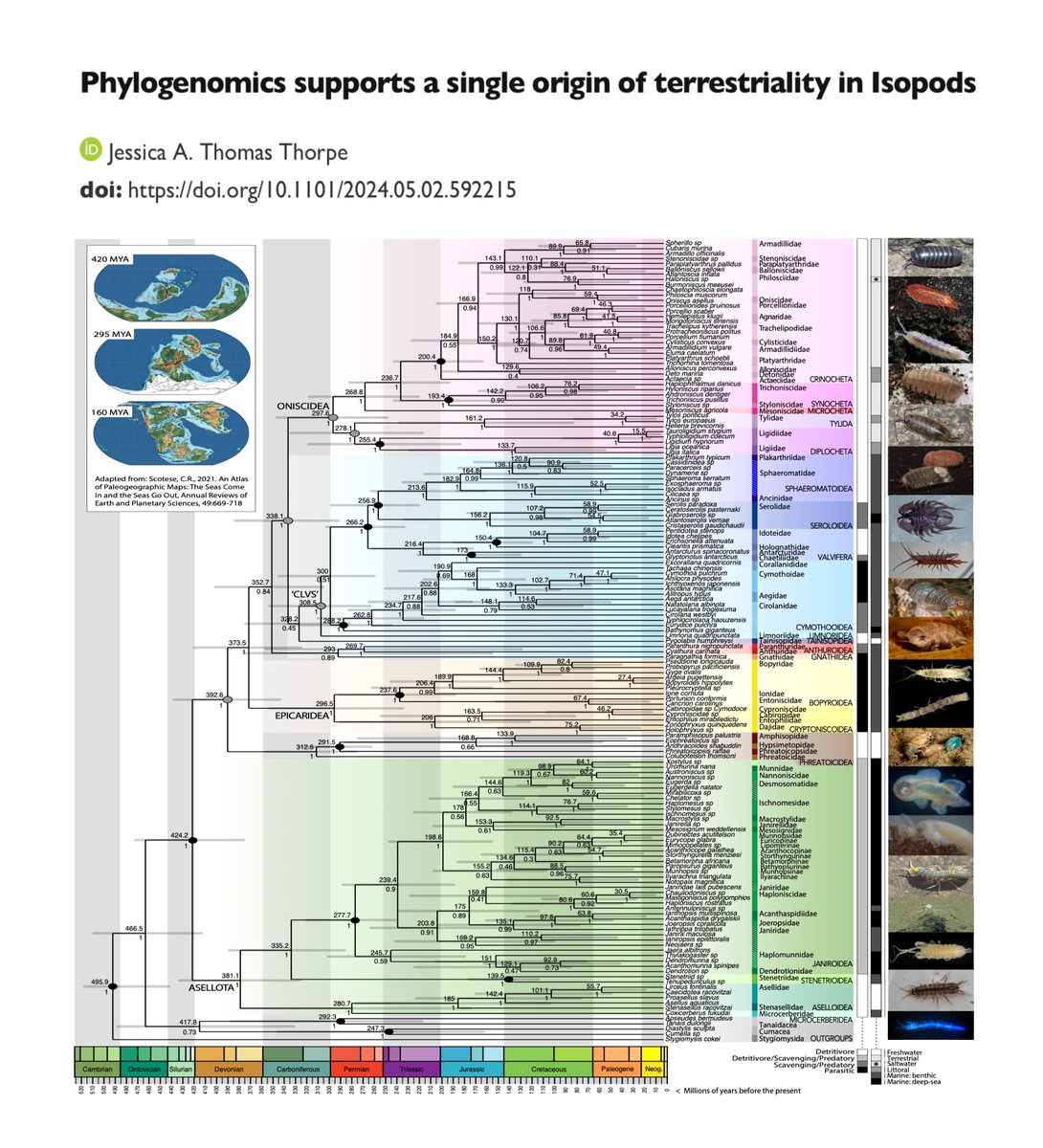 New preprint!  Phylogenomics supports a single origin of terrestriality in isopods. 
biorxiv.org/content/10.110…